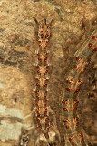 Metanastria larvae