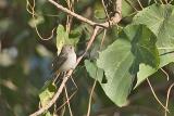 Red-throated flycatcher