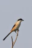 Long-tailed shrike