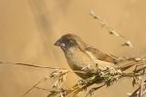 Munia
