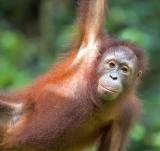 Orang Utan