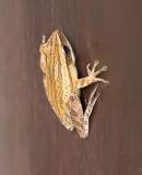 Frog on room door