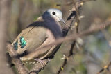 Emerald-spotted wood-dove