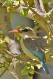 Grey-headed Kingfisher