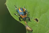 Beetle