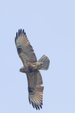 Common buzzard