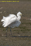 Fluffed-up egret.