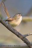 Plain prinia