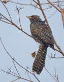 Female koel
