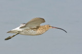 Curlew in flight