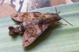 Macroglossum insipida
