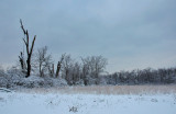Tealtown Nature Preserve - Winter 2009