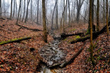 Woodland Stream Fog