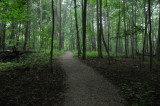 Long Woodland Trail