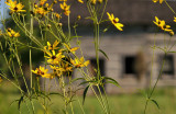 Prairie Hollow