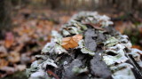 Woodland Composting