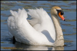 Spring Swan.JPG