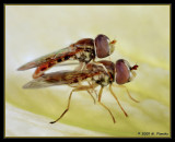 Mating Hoverflies