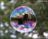 Bubble in the Woods