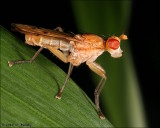 marsh fly (Sciomyzidae)