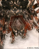 Barn Spider (Araneus cavaticus) 