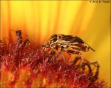  Tarnished Plant Bug (genus Lygus)