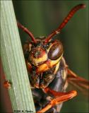 Paper Wasp (Polistes fuscatus)