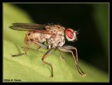 anthomyiid fly