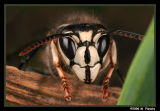 bald-faced hornet (Dolichovespula maculata)