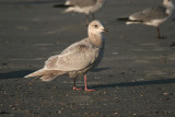 Iceland Gull