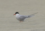 Terns