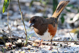 Eastern Towhee