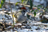 Green-tailed Towhee