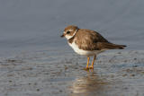 Semipalmated Plover