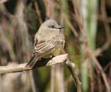 Tropical Kingbird 02.jpg