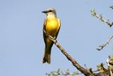 Couchs Kingbird