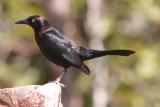 Common Grackle