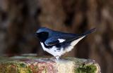 Black-throated Blue Warbler