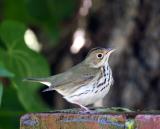 Ovenbird