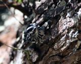 Black & White Warbler