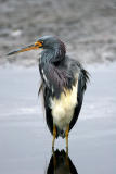 Tricolored Heron