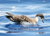 Greater Shearwater