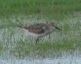 White-rumped Sandpiper