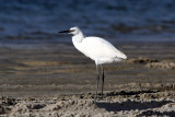 Reddish Egret