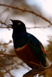 Superb Starling, Tanzania