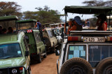 Traffic Jam in the Serengeti