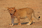Lion Cub, South Luangwa National Park