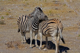 Two zebras enjoying each other's company