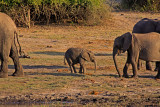Elephants and their young