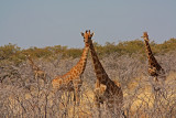 Four Giraffes, Etosha National Park
